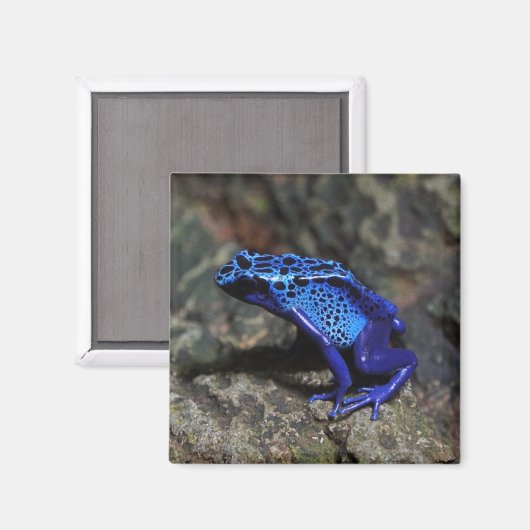 Blauer Gift-Dart-Frosch, heller Blaufrosch Magnet (Vorderseite/Rückseite)