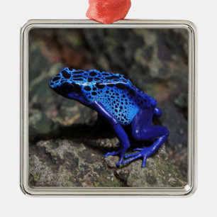Blauer Gift-Dart-Frosch, heller Blaufrosch Ornament Aus Metall