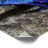 Blauer Gift-Dart-Frosch, heller Blaufrosch Poster (Ecke)