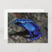 Blauer Gift-Dart-Frosch, heller Blaufrosch Postkarte (Vorne/Hinten)