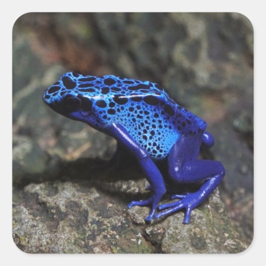 Blauer Gift-Dart-Frosch, heller Blaufrosch Quadratischer Aufkleber (Vorderseite)
