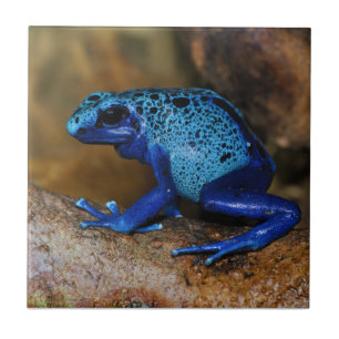 Blauer Gift-Pfeil-Frosch Dendrobates Azureus Fliese