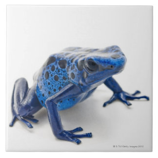 Blauer Gift-Pfeil-Frosch (Dendrobates Tinctorius) Fliese