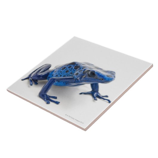Blauer Gift-Pfeil-Frosch (Dendrobates Tinctorius) Fliese (Seite)