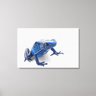 Blauer Gift-Pfeil-Frosch (Dendrobates Tinctorius) Leinwanddruck