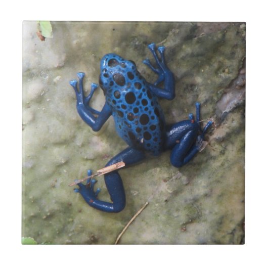 Blauer Gift-Pfeil-Frosch Fliese (Vorderseite)