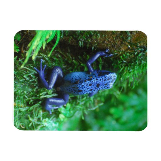 Blauer Giftarrow Magnet (Horizontal)