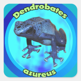 Blauer Giftdärtfrosch. Quadratischer Aufkleber
