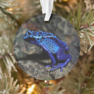 Blauer Giftfrösch, Hellblauer Frosch Ornament