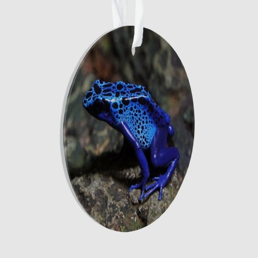 Blauer Giftfrösch, Hellblauer Frosch Ornament (Vorderseite)