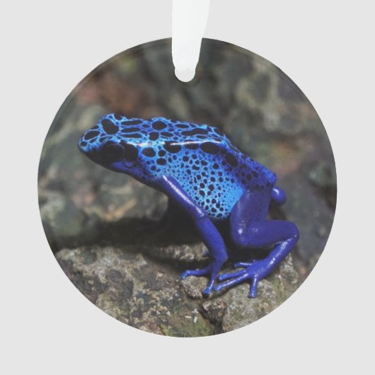Blauer Giftfrösch, Hellblauer Frosch Ornament (Vorderseite)