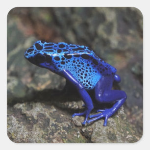 Blauer Giftfrösch, Hellblauer Frosch Quadratischer Aufkleber