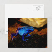 Blauer Giftfrosch Postkarte (Vorne/Hinten)