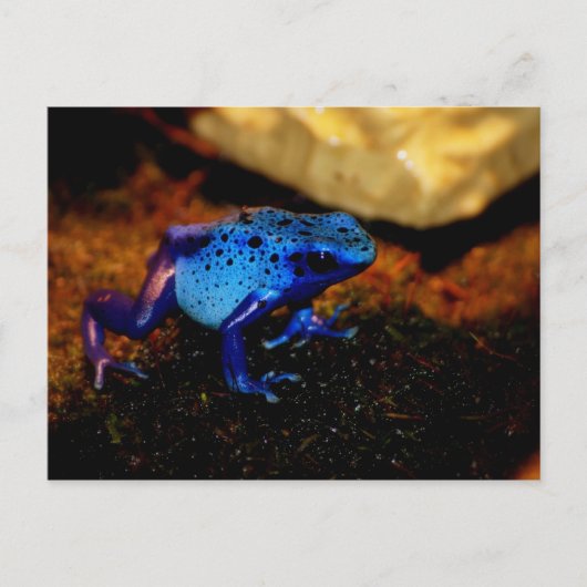 Blauer Giftfrosch Postkarte (Vorderseite)