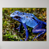 Blauer giftiger Dart Frog Poster (Vorne)