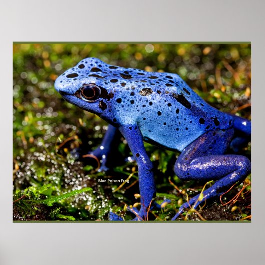 Blauer giftiger Dart Frog Poster (Vorne)