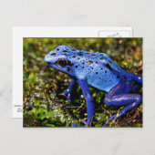 Blauer giftiger Frosch Postkarte (Vorne/Hinten)