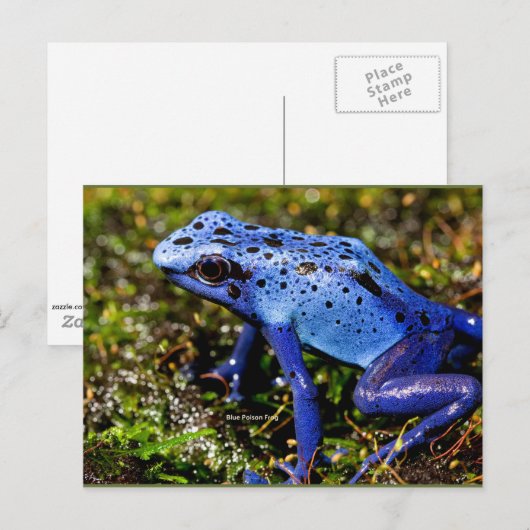 Blauer giftiger Frosch Postkarte (Vorne/Hinten)
