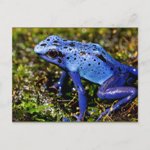 Blauer giftiger Frosch Postkarte