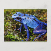 Blauer giftiger Frosch Postkarte (Vorderseite)
