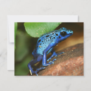 Blauer Giftpfeiffrosch