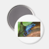 Blauer Giftpfeiffrosch Magnet (Vorderseite/Rückseite)