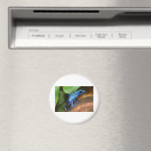 Blauer Giftpfeiffrosch Magnet (In Situ (Geschirrspüler))
