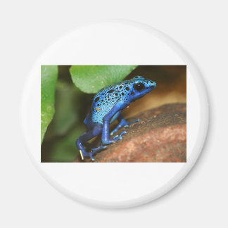 Blauer Giftpfeiffrosch Magnet