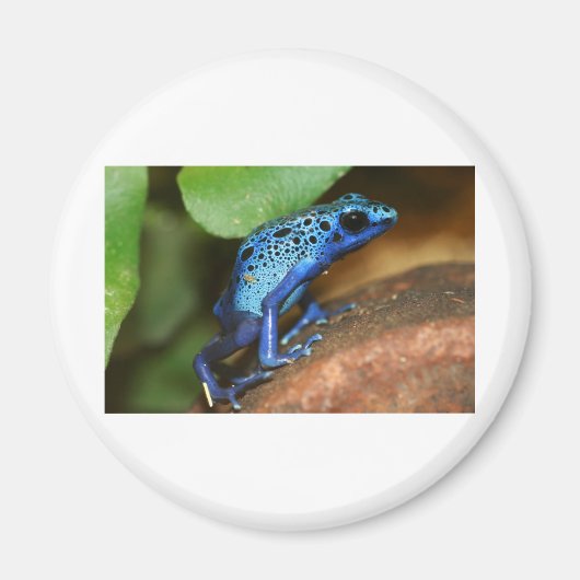 Blauer Giftpfeiffrosch Magnet (Vorne)