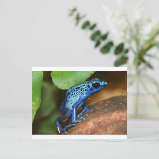 Blauer Giftpfeiffrosch Postkarte (Stehend Vorderseite)