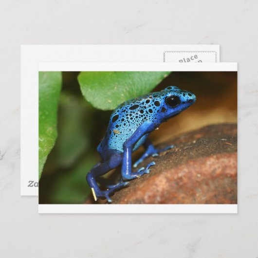 Blauer Giftpfeiffrosch Postkarte (Vorne/Hinten)