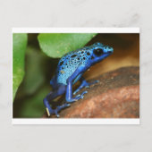 Blauer Giftpfeiffrosch Postkarte (Vorderseite)