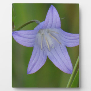 Blauer Glocke Blume Fotoplatte