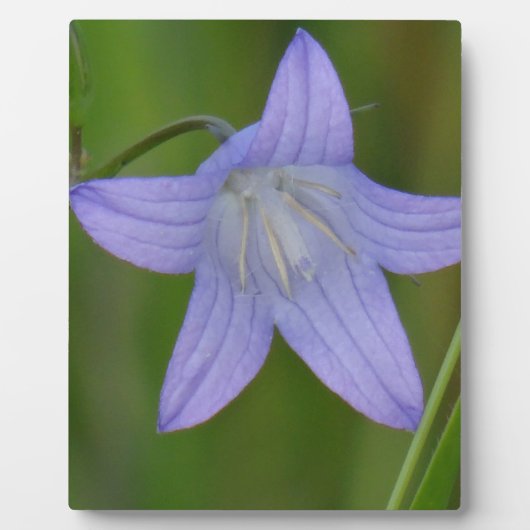 Blauer Glocke Blume Fotoplatte (Vorderseite)