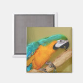 Blauer Goldmacaw-Papageien-Malerei-Magnet Magnet (Vorderseite/Rückseite)