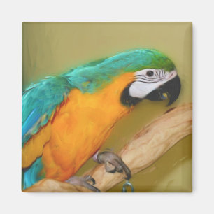 Blauer Goldmacaw-Papageien-Malerei-Magnet Magnet