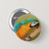 Blauer Goldmakronen-Papagetierknopf Button (Vorne & Hinten)