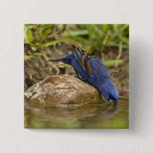 Blauer Grosbeak, der im Hinterhofteich trinkt, Button
