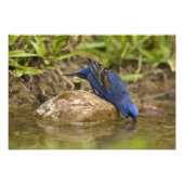 Blauer Grosbeak, der im Hinterhofteich trinkt, Fotodruck (Vorne)