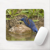 Blauer Grosbeak, der im Hinterhofteich trinkt, Mousepad (Mit Mouse)