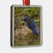 Blauer Grosbeak, der im Hinterhofteich trinkt, Ornament Aus Metall (Rechts)