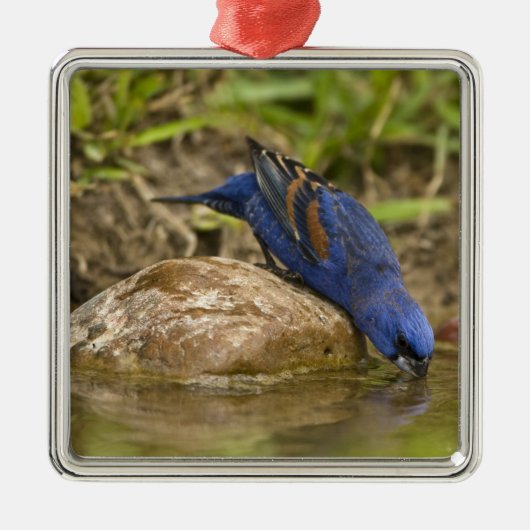 Blauer Grosbeak, der im Hinterhofteich trinkt, Ornament Aus Metall (Vorne)