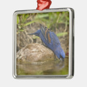 Blauer Grosbeak, der im Hinterhofteich trinkt, Ornament Aus Metall (Links)