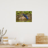 Blauer Grosbeak, der im Hinterhofteich trinkt, Poster (Küche)