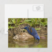 Blauer Grosbeak, der im Hinterhofteich trinkt, Postkarte (Vorne/Hinten)