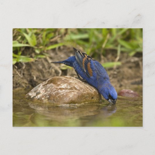 Blauer Grosbeak, der im Hinterhofteich trinkt, Postkarte (Vorderseite)