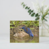 Blauer Grosbeak, der im Hinterhofteich trinkt, Postkarte (Stehend Vorderseite)
