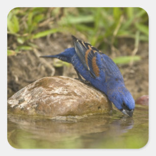 Blauer Grosbeak, der im Hinterhofteich trinkt, Quadratischer Aufkleber