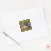 Blauer Grosbeak, der im Hinterhofteich trinkt, Quadratischer Aufkleber (Umschlag)