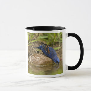 Blauer Grosbeak, der im Hinterhofteich trinkt, Tasse